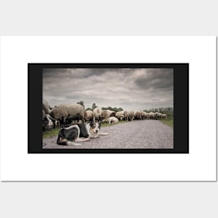 Sheepdog Posters and Art